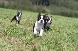 BOSTON TERRIER 122